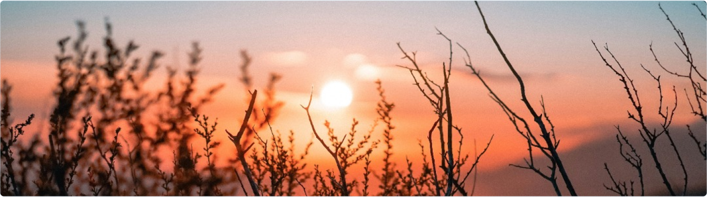 Silhouettes of branches in front of a glowing sunset.