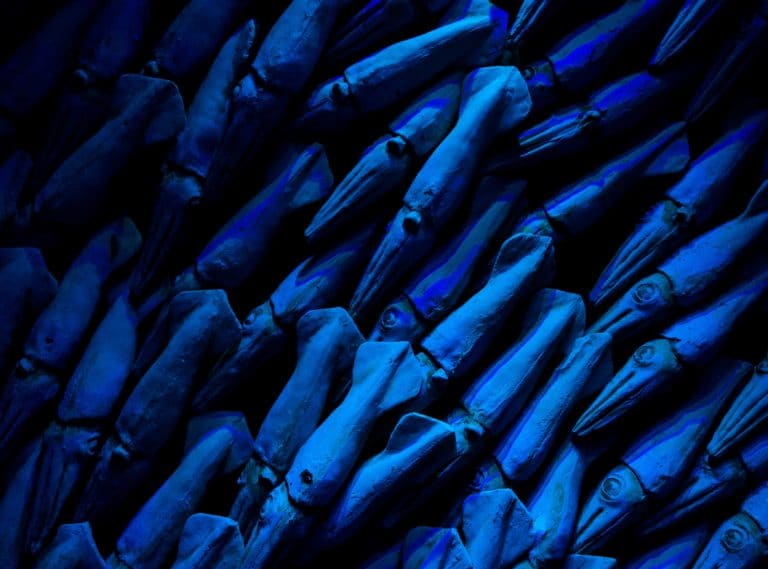 A school of blue squid.